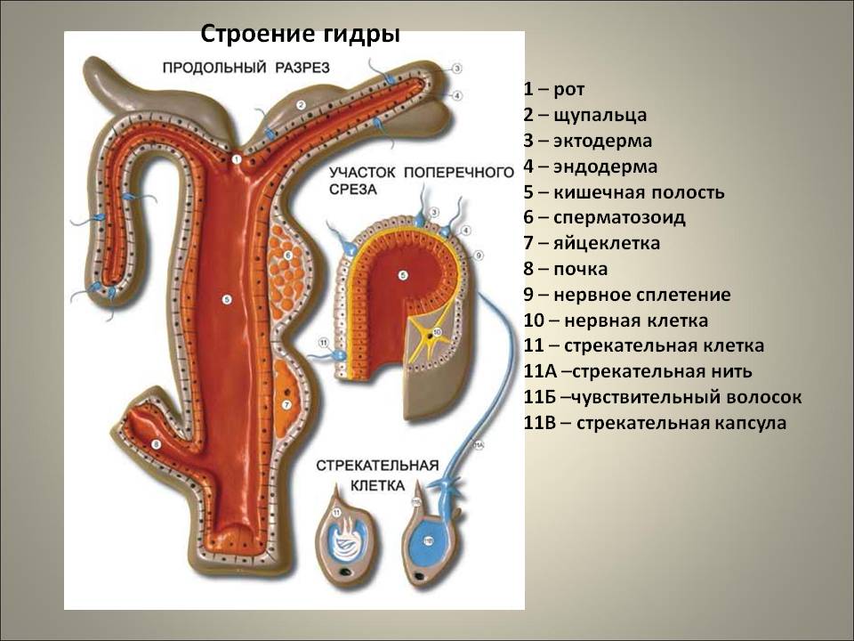 Где найти ссылку кракен